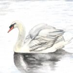 Artwork - Swan