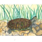 Artwork - Turtle